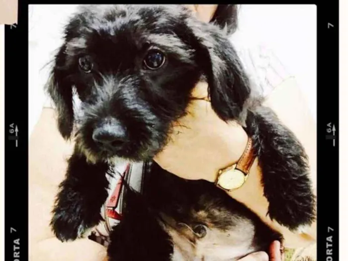 Cachorro ra a  idade 2 a 6 meses nome Filhotes Eleonora 