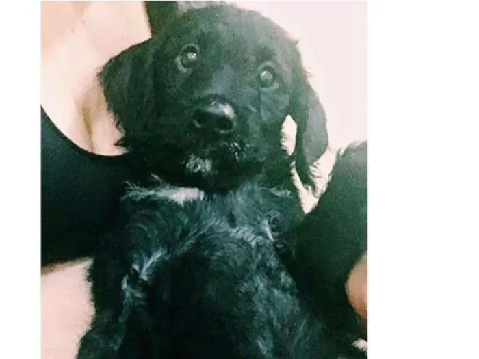 Cachorro ra a  idade 2 a 6 meses nome Filhotes Eleonora 