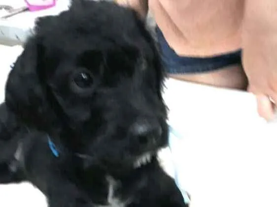 Cachorro ra a  idade 2 a 6 meses nome Filhotes Eleonora 