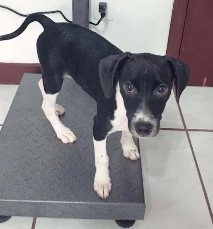 Cachorro ra a  idade 2 a 6 meses nome Filhotes Eleonora 