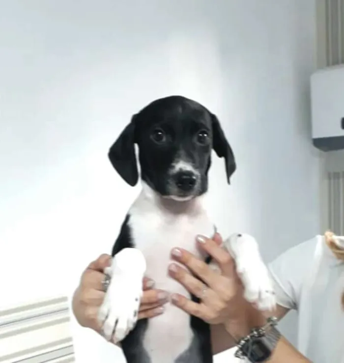 Cachorro ra a  idade 2 a 6 meses nome Filhotes Eleonora 