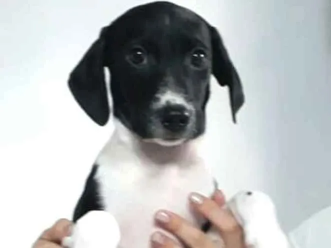Cachorro ra a  idade 2 a 6 meses nome Filhotes Eleonora 