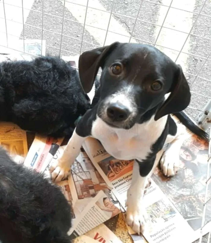 Cachorro ra a  idade 2 a 6 meses nome Filhotes Eleonora 