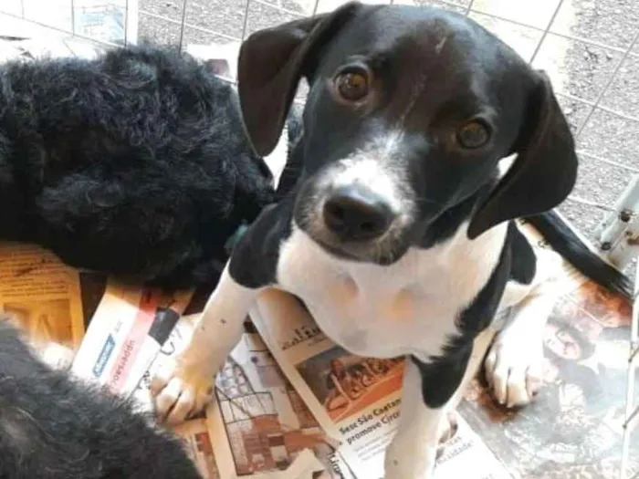 Cachorro ra a  idade 2 a 6 meses nome Filhotes Eleonora 