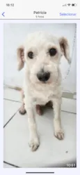 Cachorro raça Mix poodle idade 2 anos nome Teddy