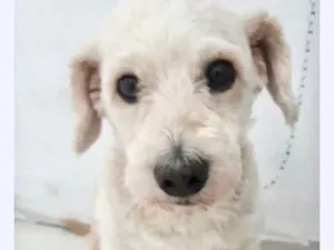 Cachorro raça Mix poodle idade 2 anos nome Teddy