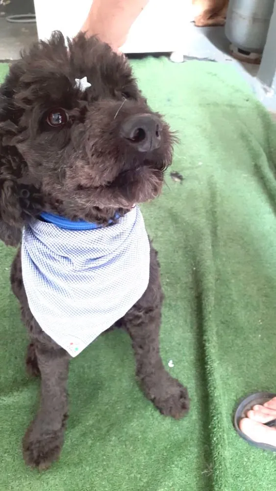 Cachorro ra a Mix Poodle  idade 3 anos nome Bilú