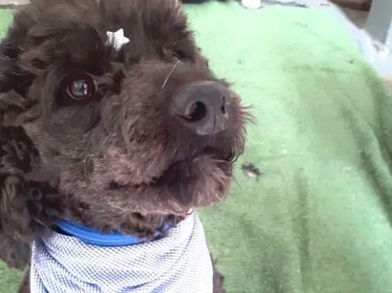 Cachorro ra a Mix Poodle  idade 3 anos nome Bilú