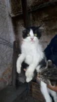 Gatinhos