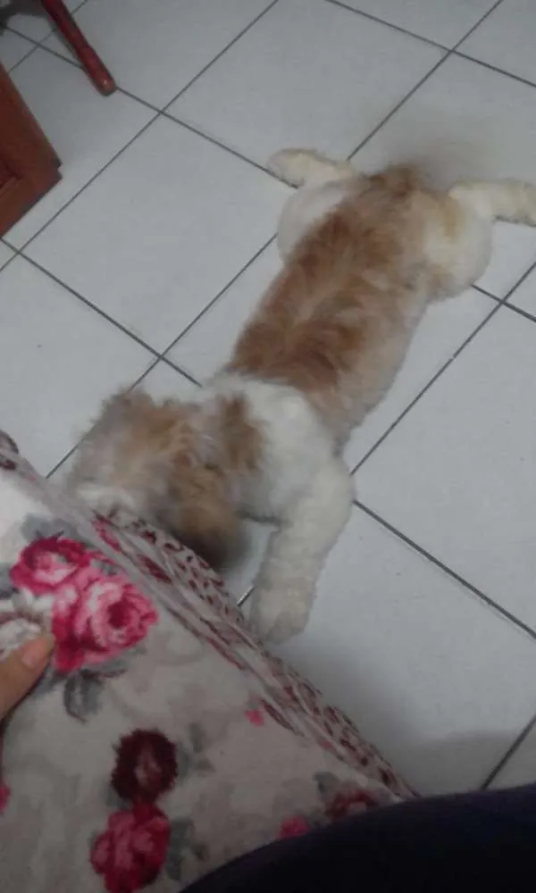 Cachorro ra a Shi Tzu idade 7 a 11 meses nome --