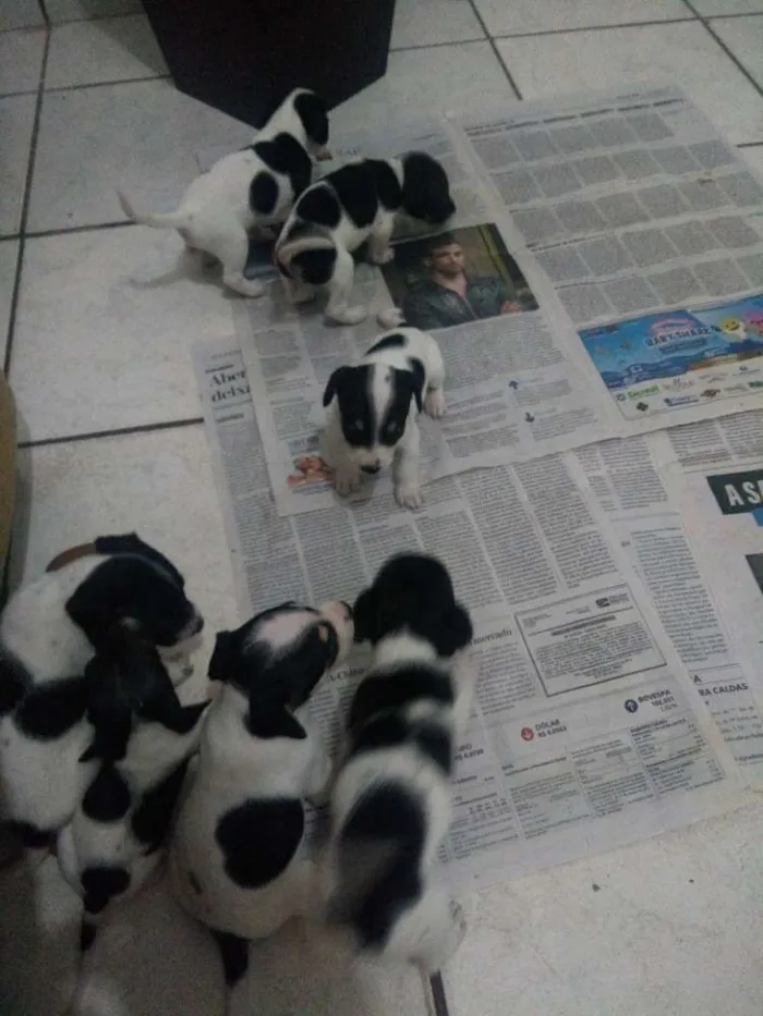 Cachorro ra a SRD pequeno porte idade Abaixo de 2 meses nome Não tem