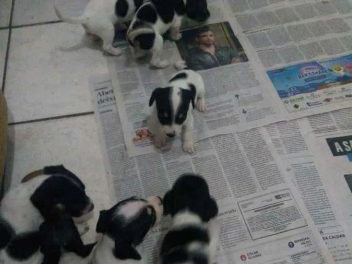 Cachorro ra a SRD pequeno porte idade Abaixo de 2 meses nome Não tem