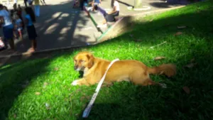 Cachorro raça Vira lata idade 5 anos nome Lindinha
