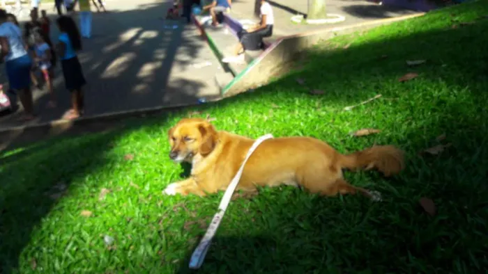 Cachorro ra a Vira lata idade 5 anos nome Lindinha