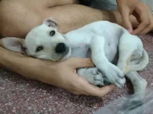 Cachorro raça Vira-lata  idade 2 a 6 meses nome Barney