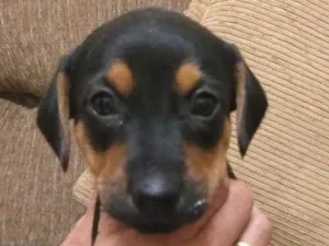 Cachorro raça SRD idade  nome Filhotes