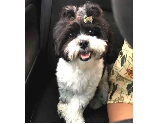 Cachorro ra a Ilhasa apso idade 2 anos nome Lolla