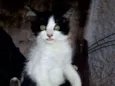 Gatinhos
