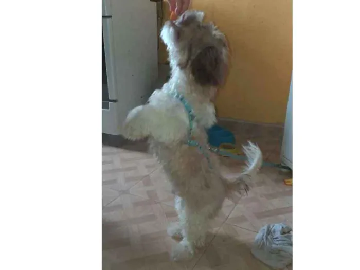 Cachorro ra a Shi Tzu idade 7 a 11 meses nome --