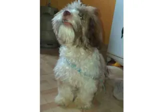 Cachorro raça Shi Tzu idade 7 a 11 meses nome --