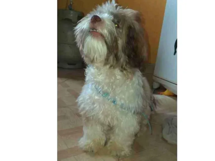 Cachorro ra a Shi Tzu idade 7 a 11 meses nome --