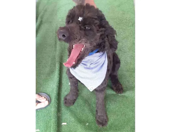 Cachorro ra a Mix Poodle  idade 3 anos nome Bilú