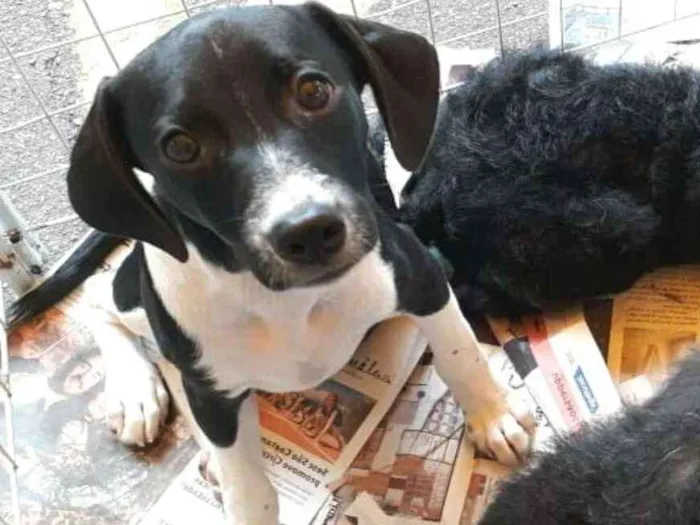 Cachorro ra a  idade 2 a 6 meses nome Filhotes Eleonora 