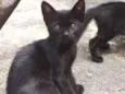 Gatito