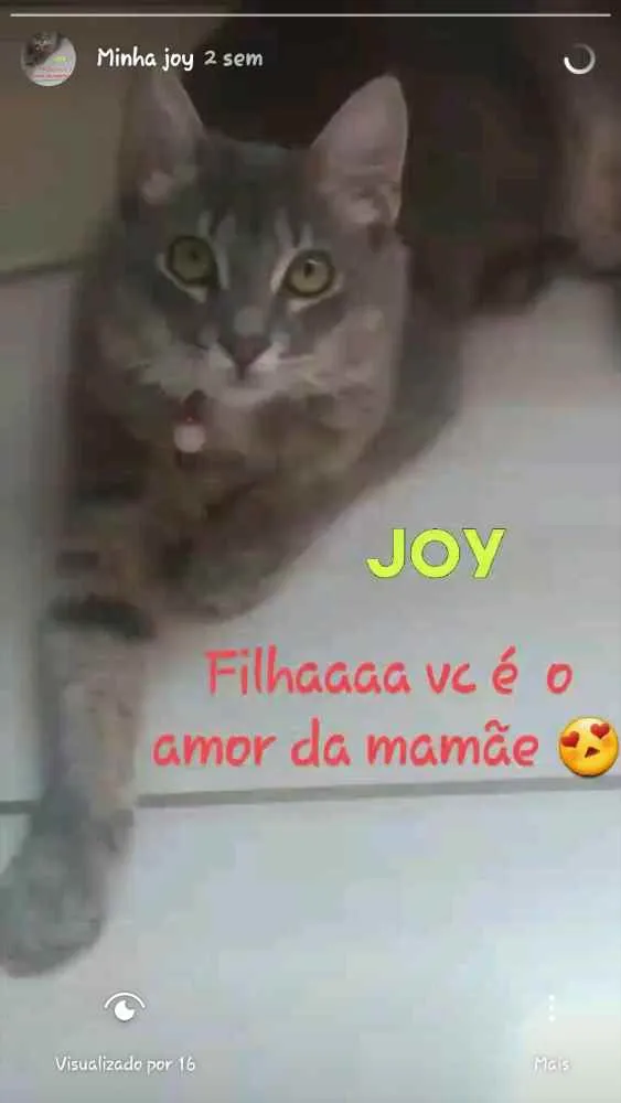 Gato raça Não sei idade 2 a 6 meses nome Joy