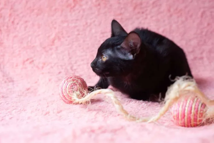 Gato ra a SRD idade 2 a 6 meses nome Amora