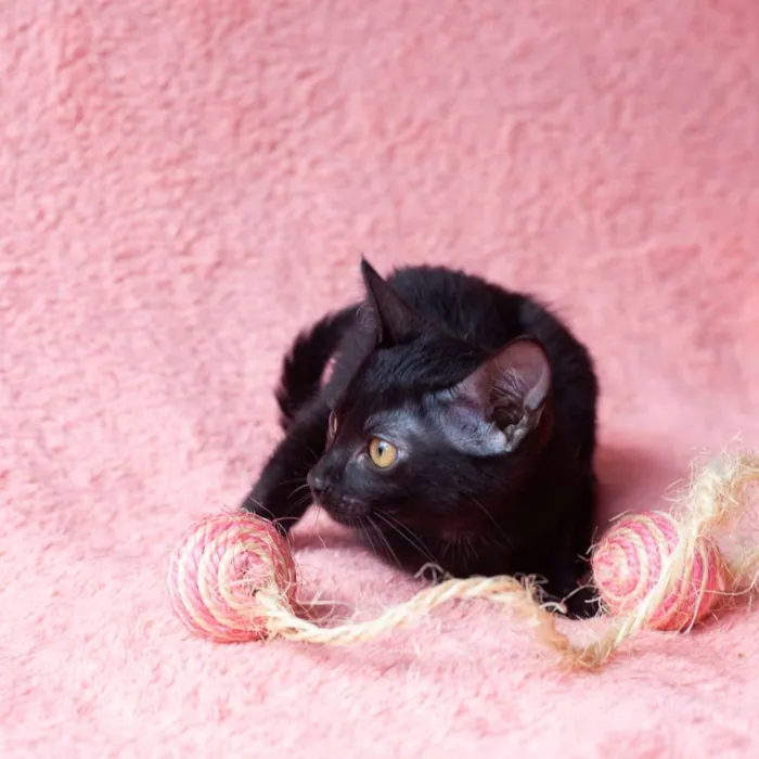 Gato ra a SRD idade 2 a 6 meses nome Amora