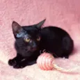 Amora