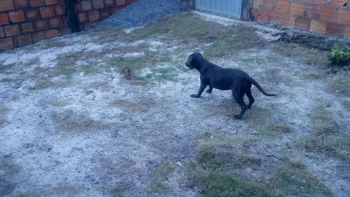 Cachorro raça Fila com labrador  idade 2 a 6 meses nome Bela e mallu
