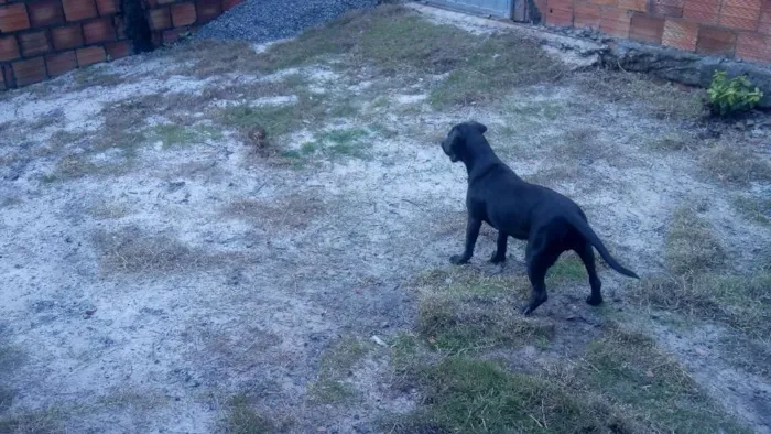 Cachorro raça Fila com labrador  idade 2 a 6 meses nome Bela e mallu