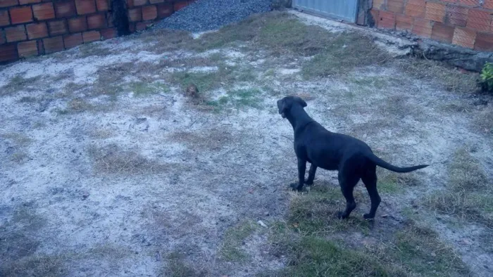 Cachorro raça Fila com labrador  idade 2 a 6 meses nome Bela e mallu