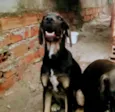 Bela e mallu