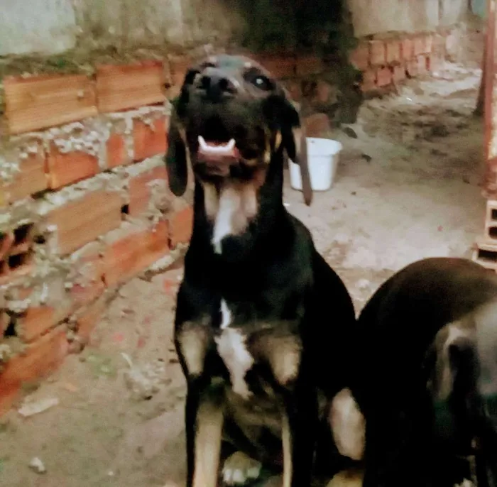 Cachorro raça Fila com labrador  idade 2 a 6 meses nome Bela e mallu