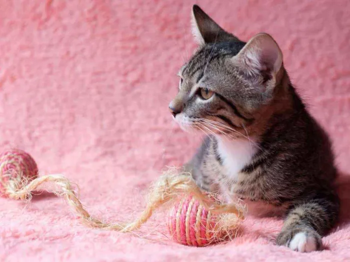 Gato ra a SRD idade 2 a 6 meses nome Tom