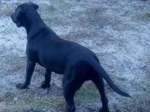 Cachorro raça Fila com labrador  idade 2 a 6 meses nome Bela e mallu