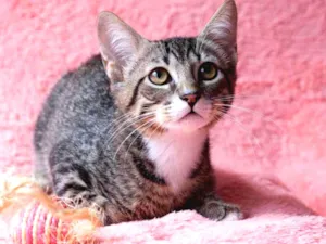 Gato raça SRD idade 2 a 6 meses nome Tom