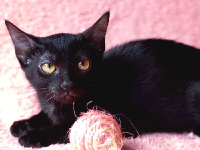 Gato ra a SRD idade 2 a 6 meses nome Amora