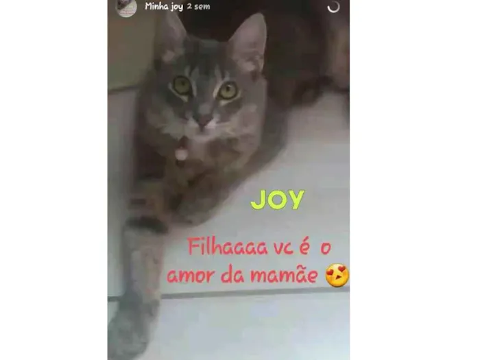 Gato raça Não sei idade 2 a 6 meses nome Joy