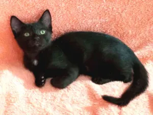 Gato raça SRD idade 2 a 6 meses nome Thor
