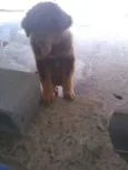 Snoopy