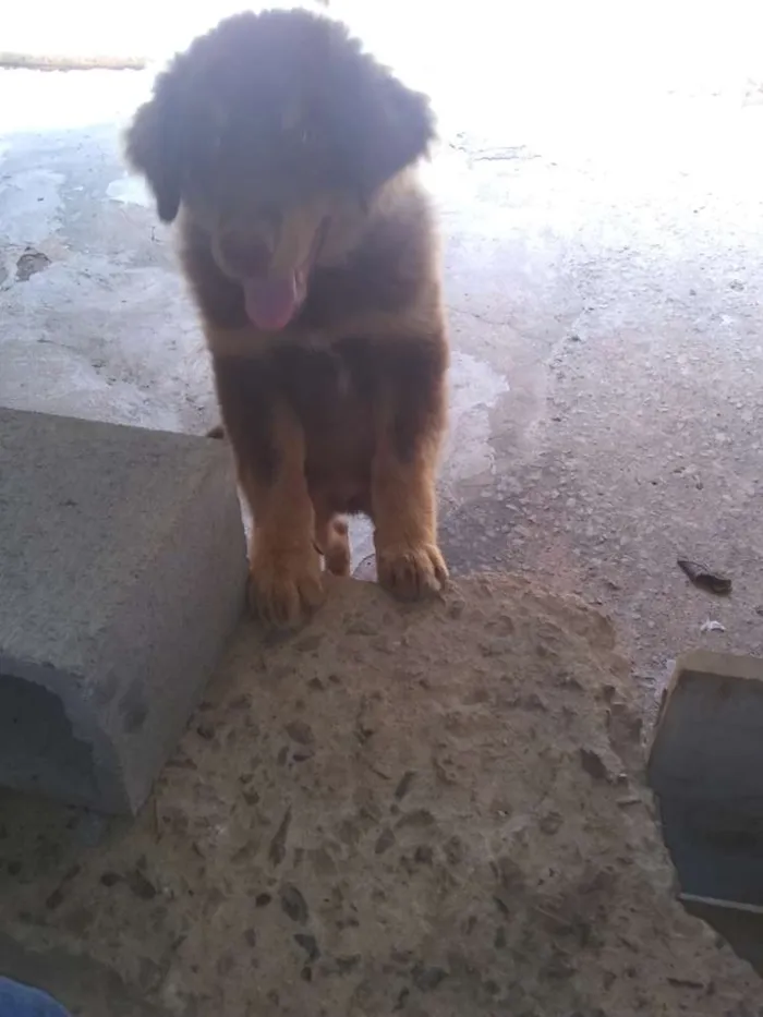 Cachorro raça O pai é misturado com labrador idade 2 a 6 meses nome Snoopy