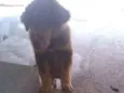 Snoopy