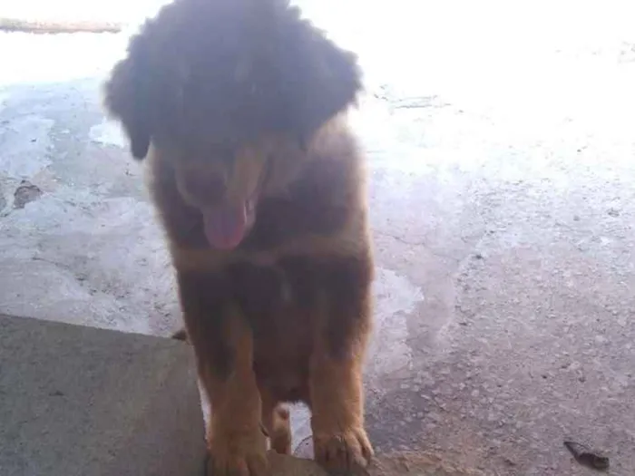 Cachorro raça O pai é misturado com labrador idade 2 a 6 meses nome Snoopy