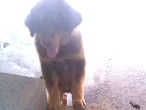 Cachorro raça O pai é misturado com labrador idade 2 a 6 meses nome Snoopy