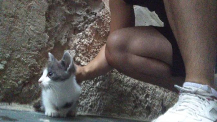 Gato ra a  idade 2 a 6 meses nome Não possuem