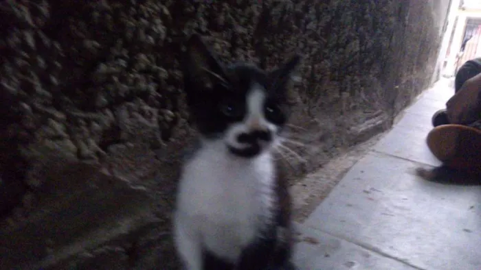 Gato ra a  idade 2 a 6 meses nome Não possuem